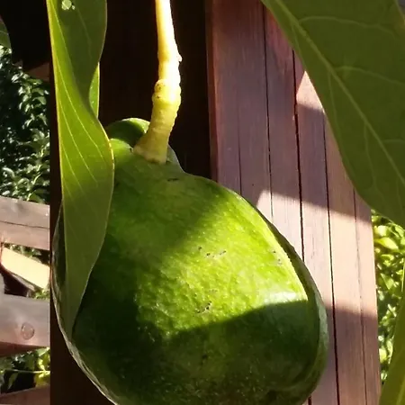 宁静山谷住宿加早餐旅馆 住宿加早餐酒店 3*