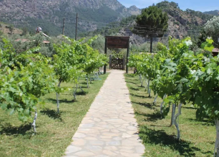 B&B Sakin Vadi Winehouse