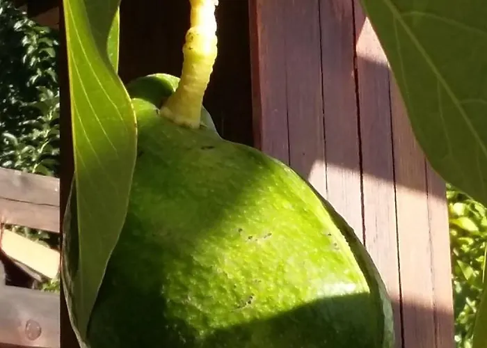 Sakin Vadi Winehouse Отель типа 